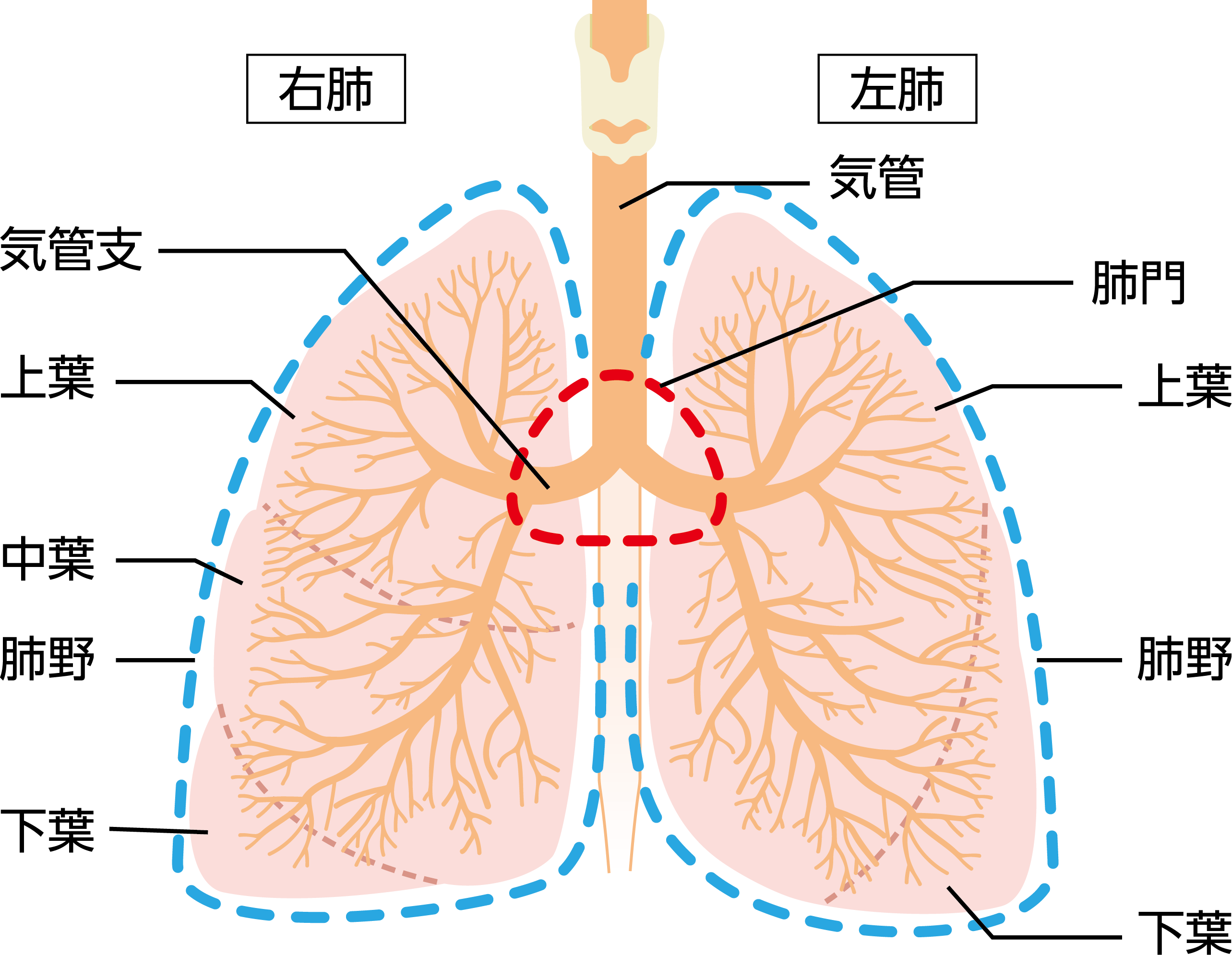図1：肺の構造